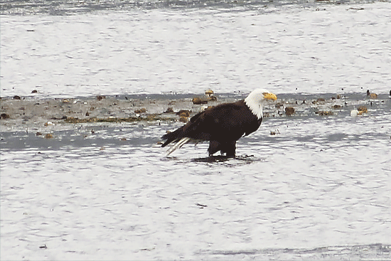 VancouverIsland