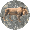 Excellent Safaris