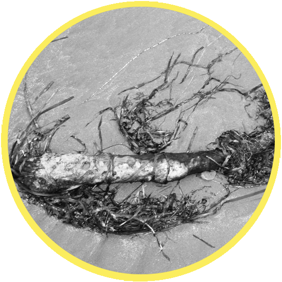 Driftwood 50th