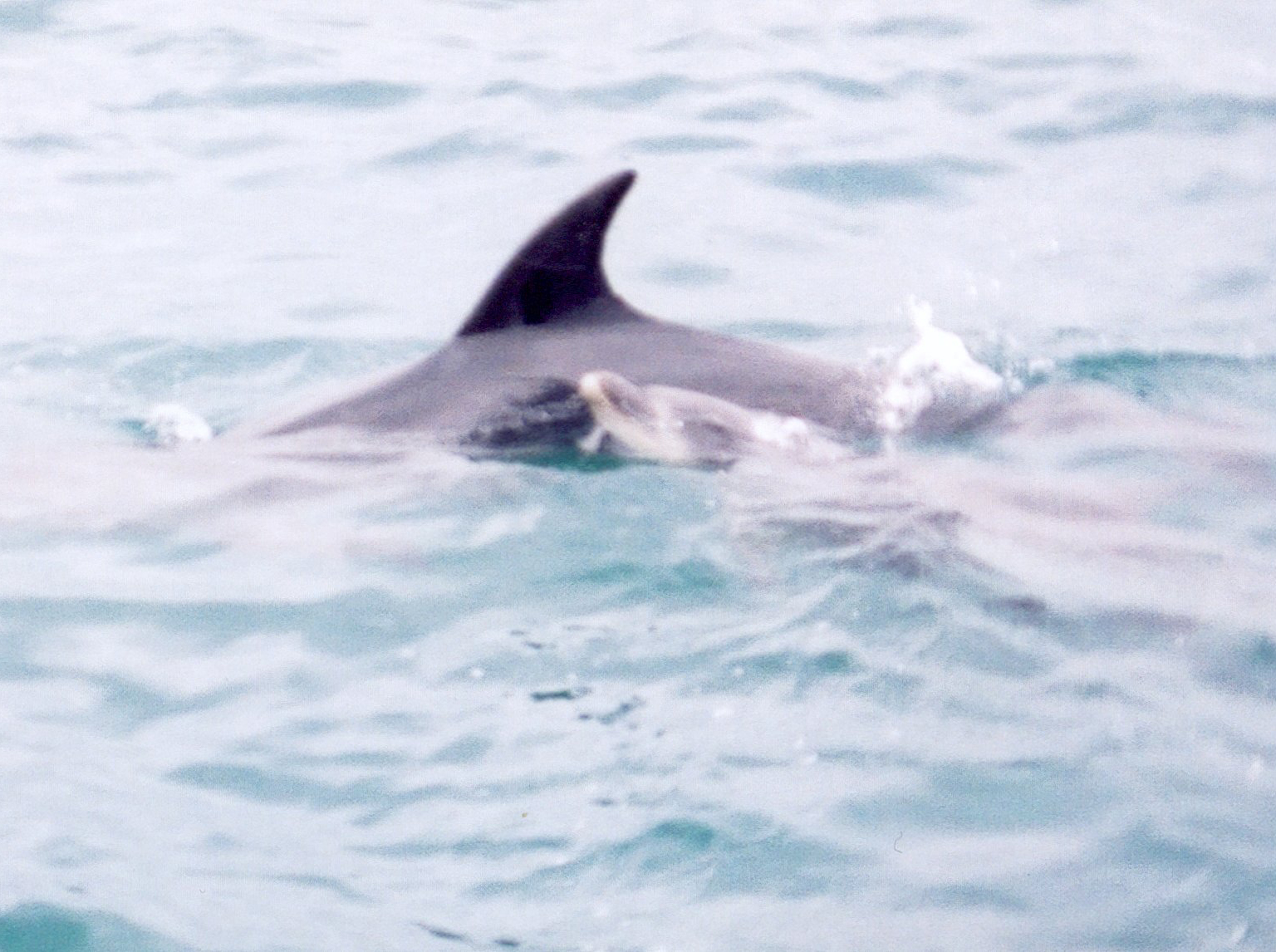 NZ19