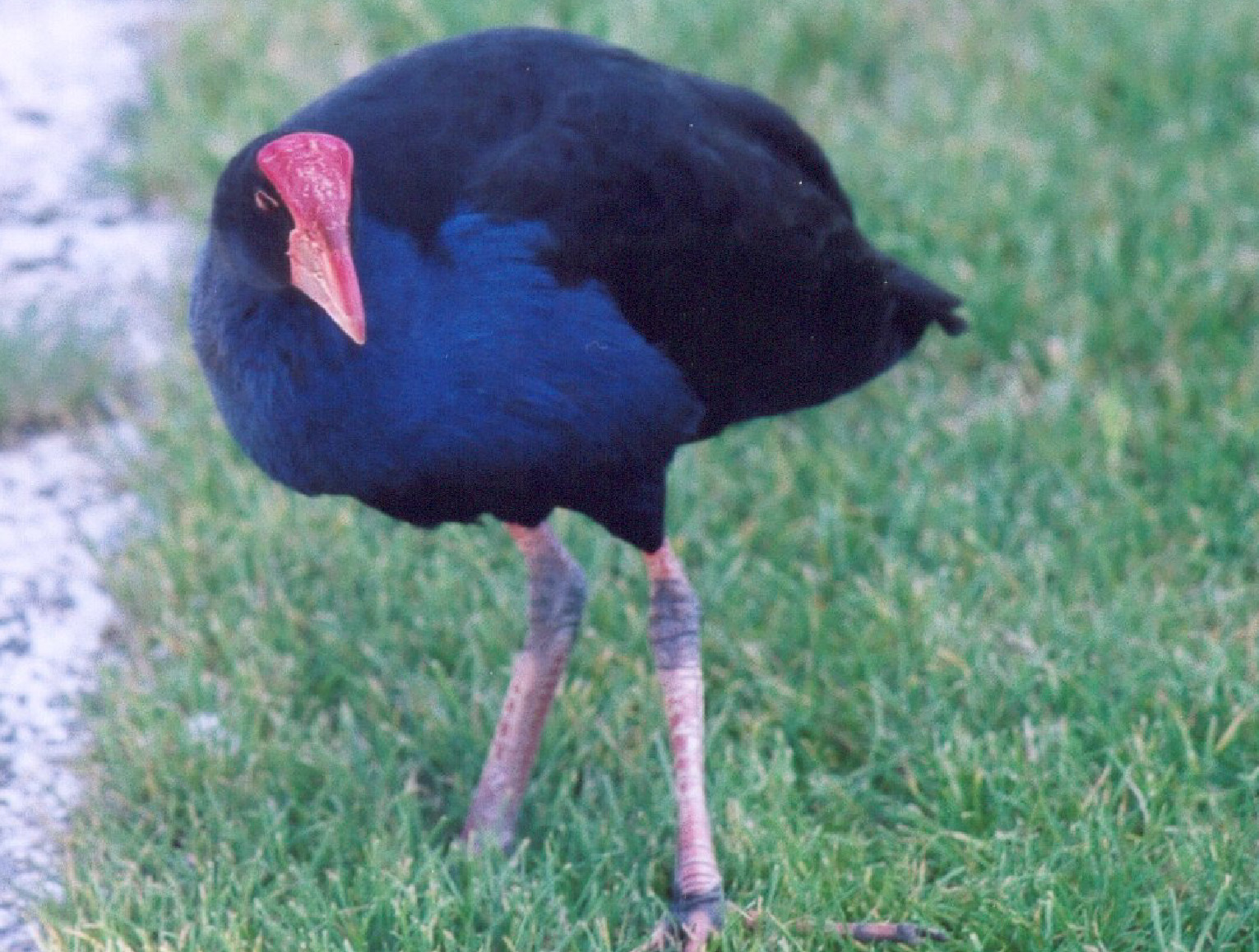 NZ15