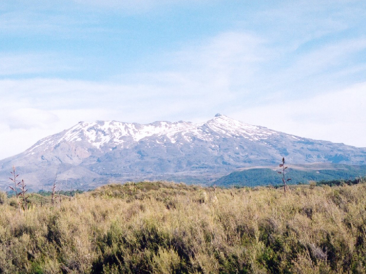 NZ15