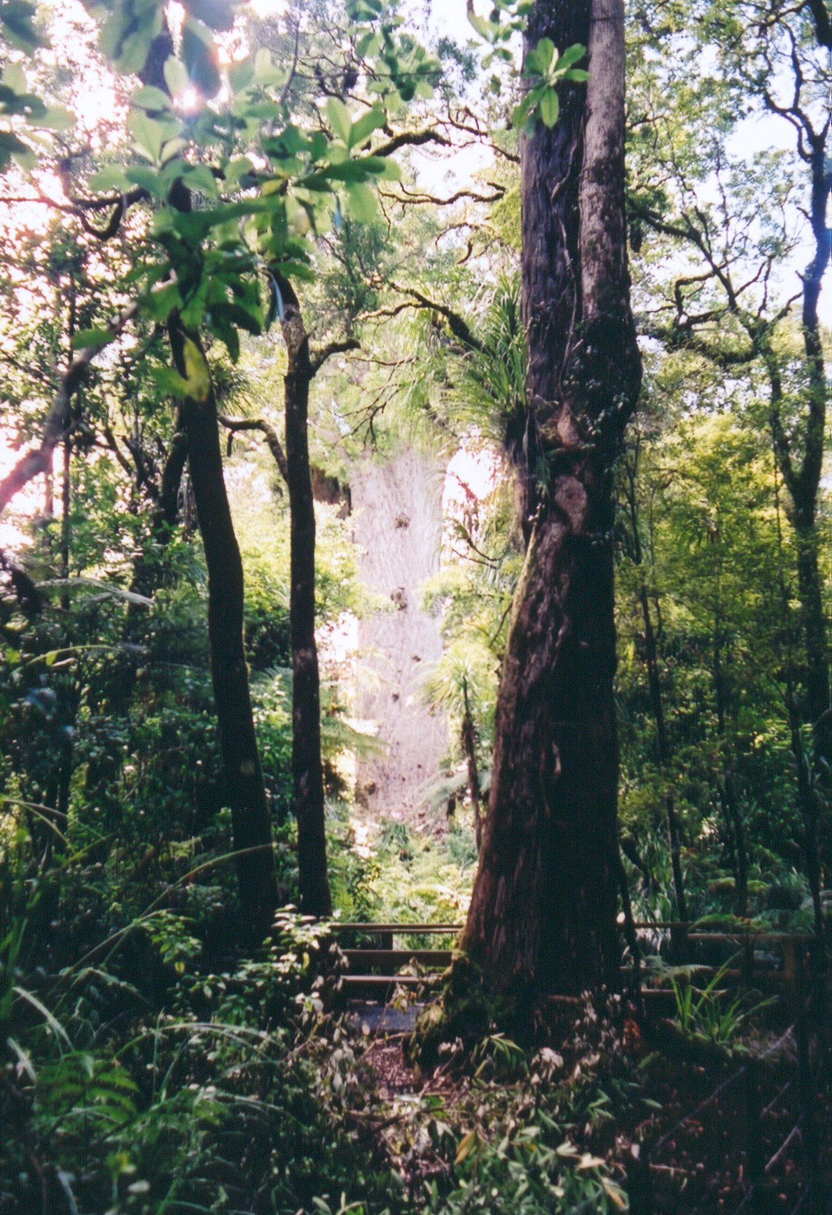 NZ15
