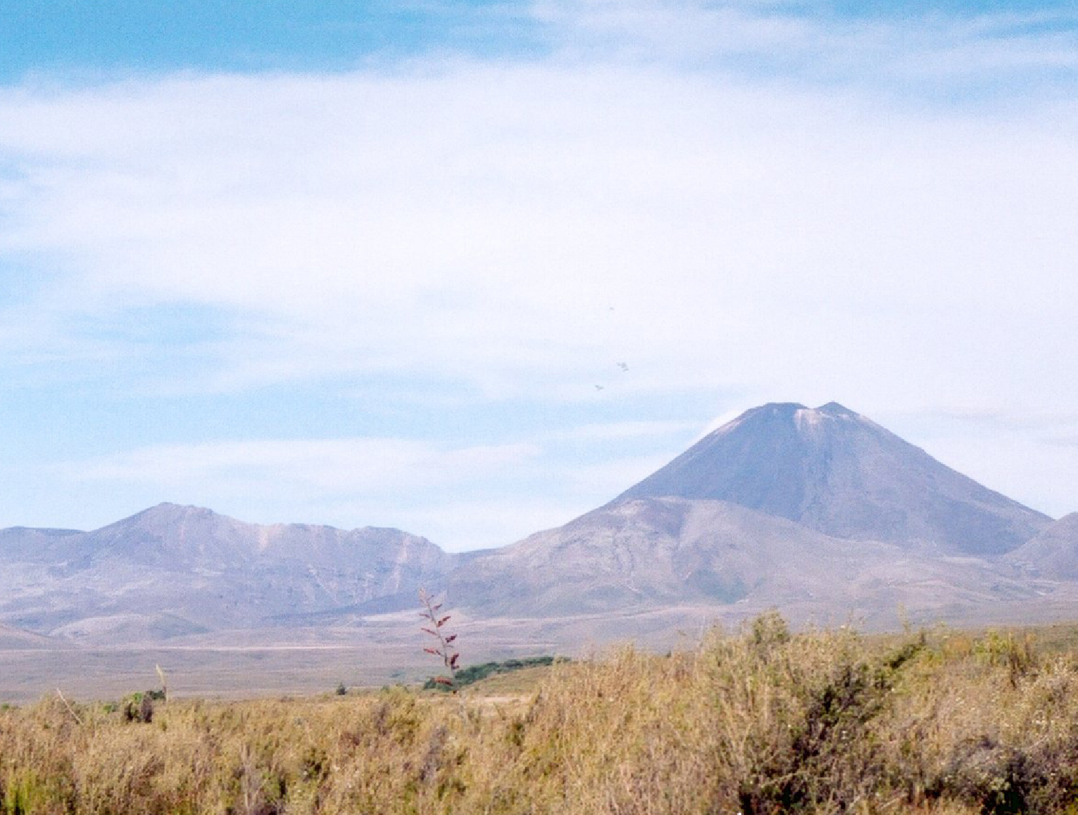NZ15