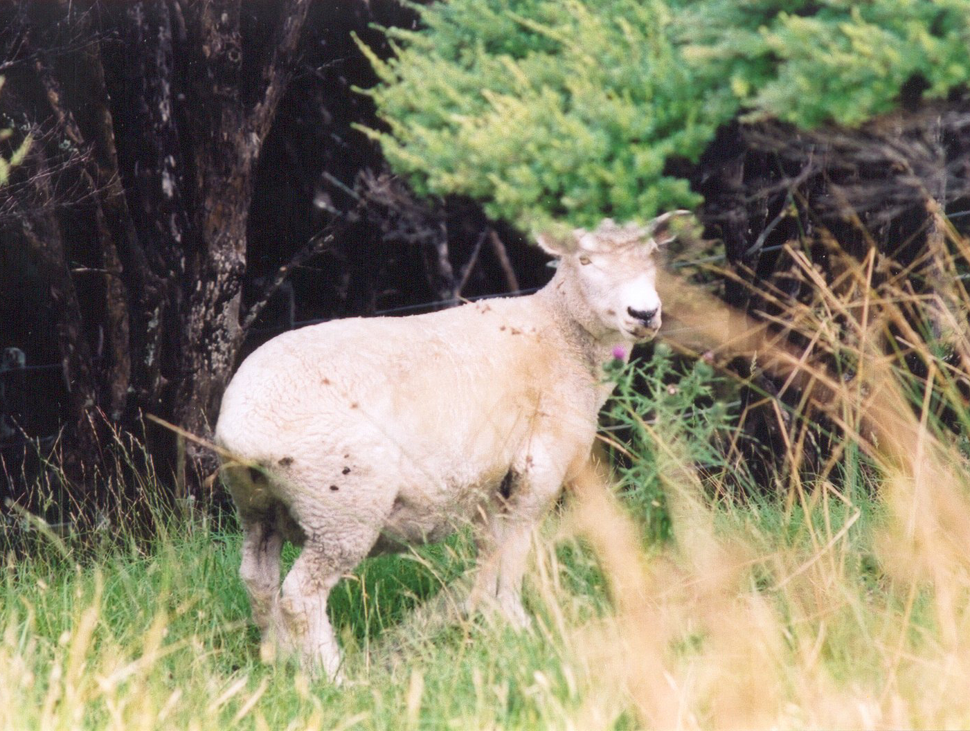 NZ15