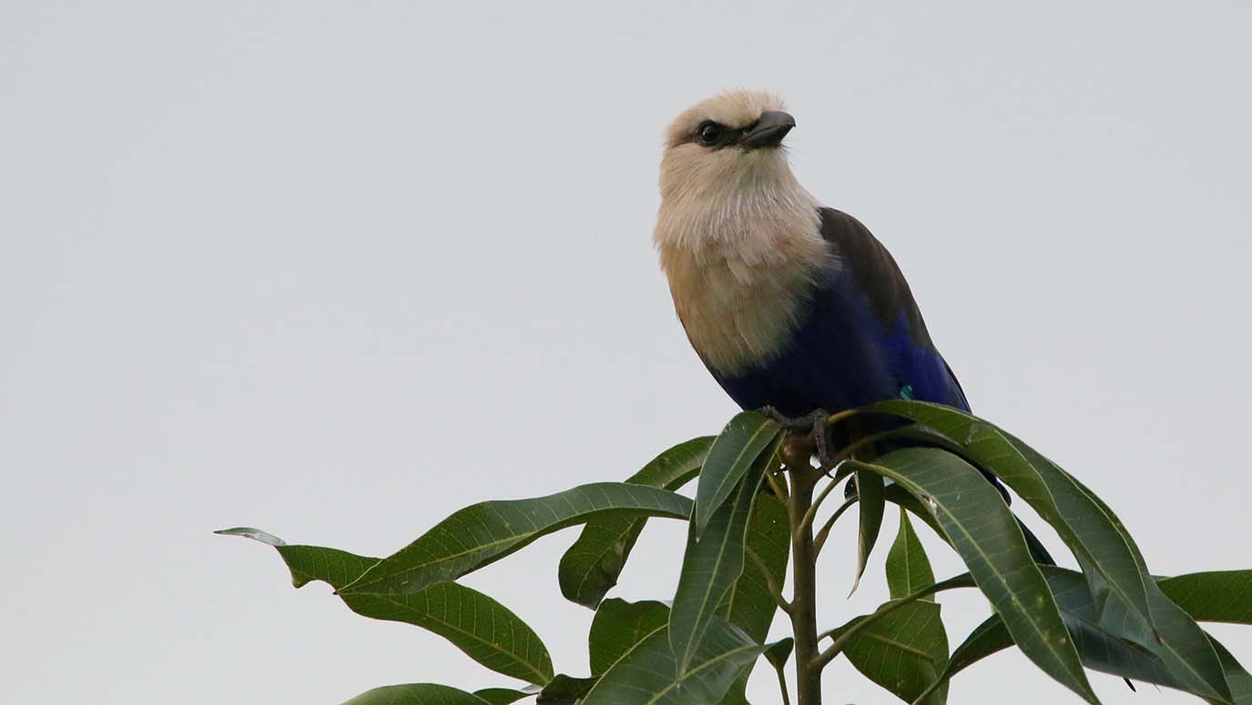 Blue Bellied Roller