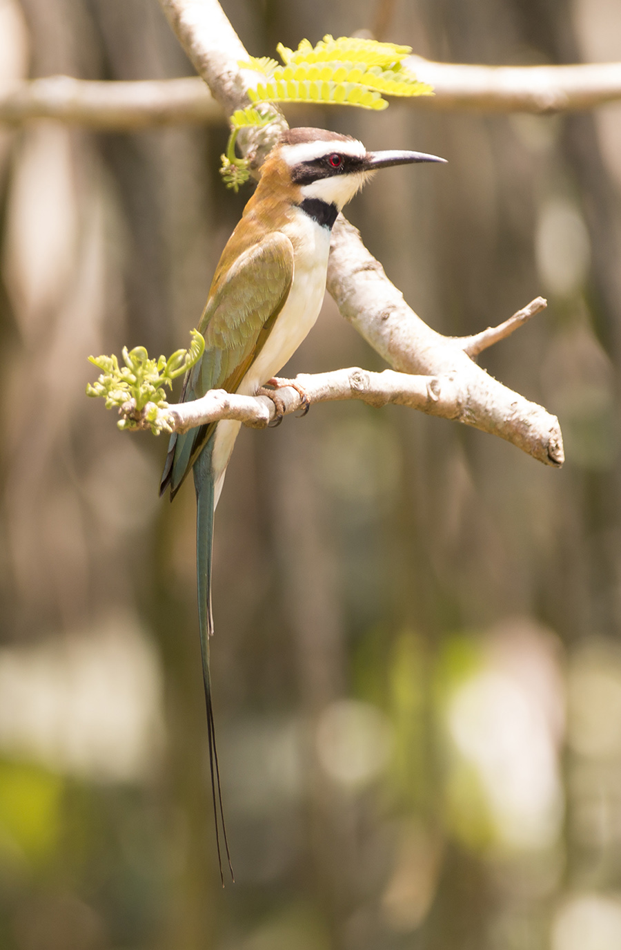White Throated Bee eater bird0032