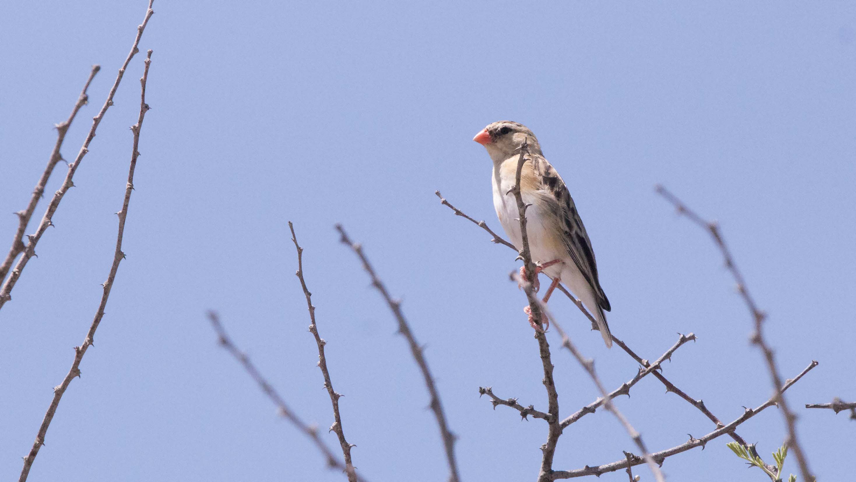 Red Billed Quelea bird0036