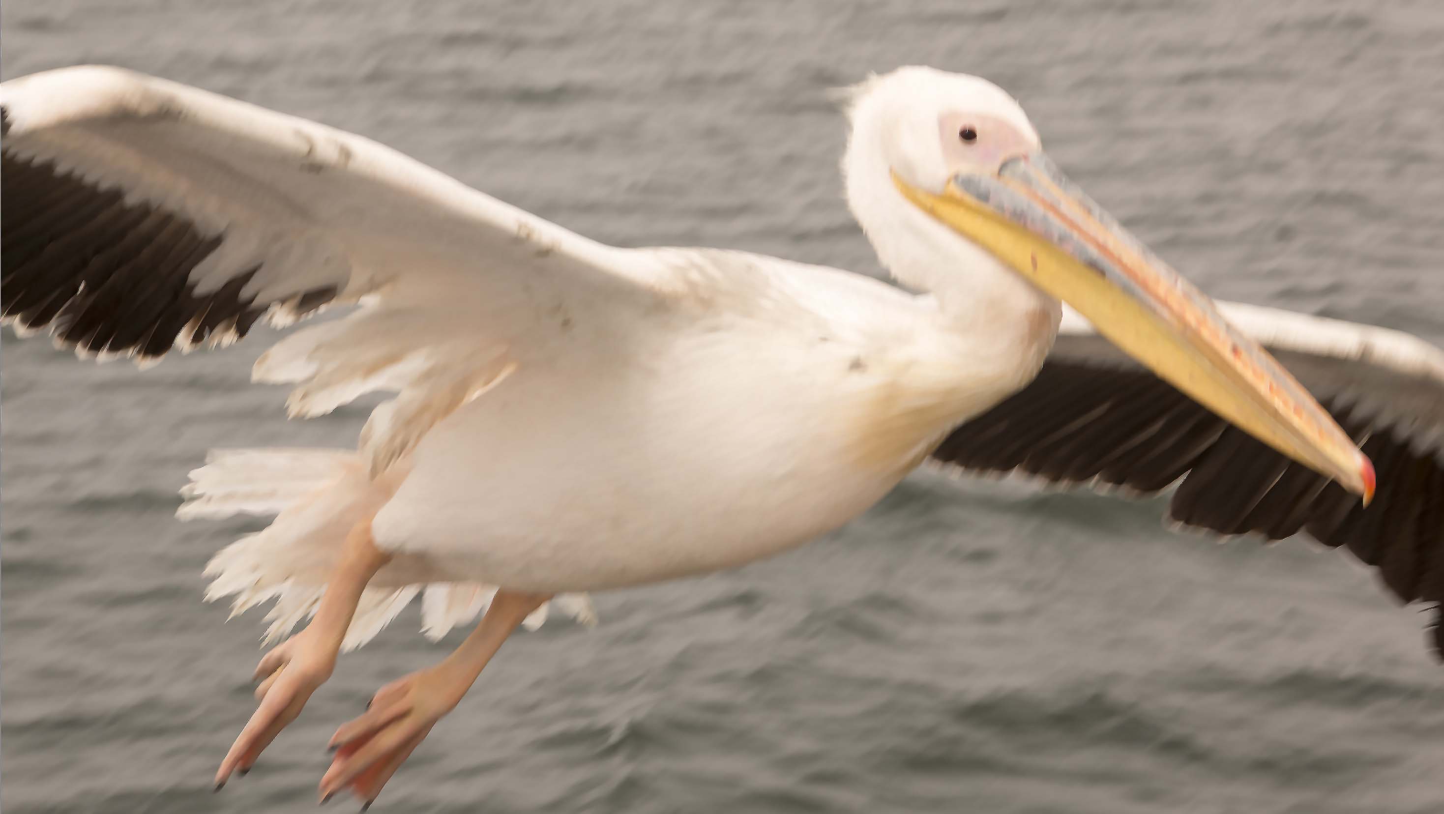 Great White Pelican bird0038