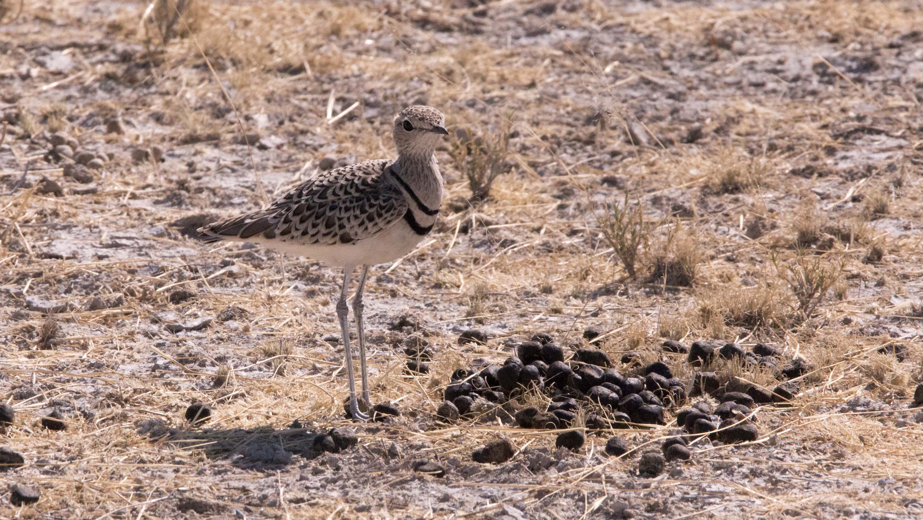 Double-Banded Coursert bird0039