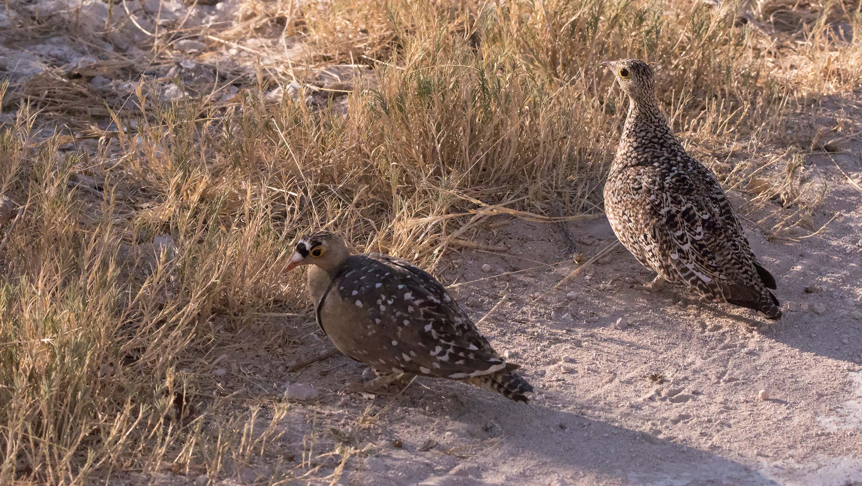 Namaqua SandGrouse bird0042