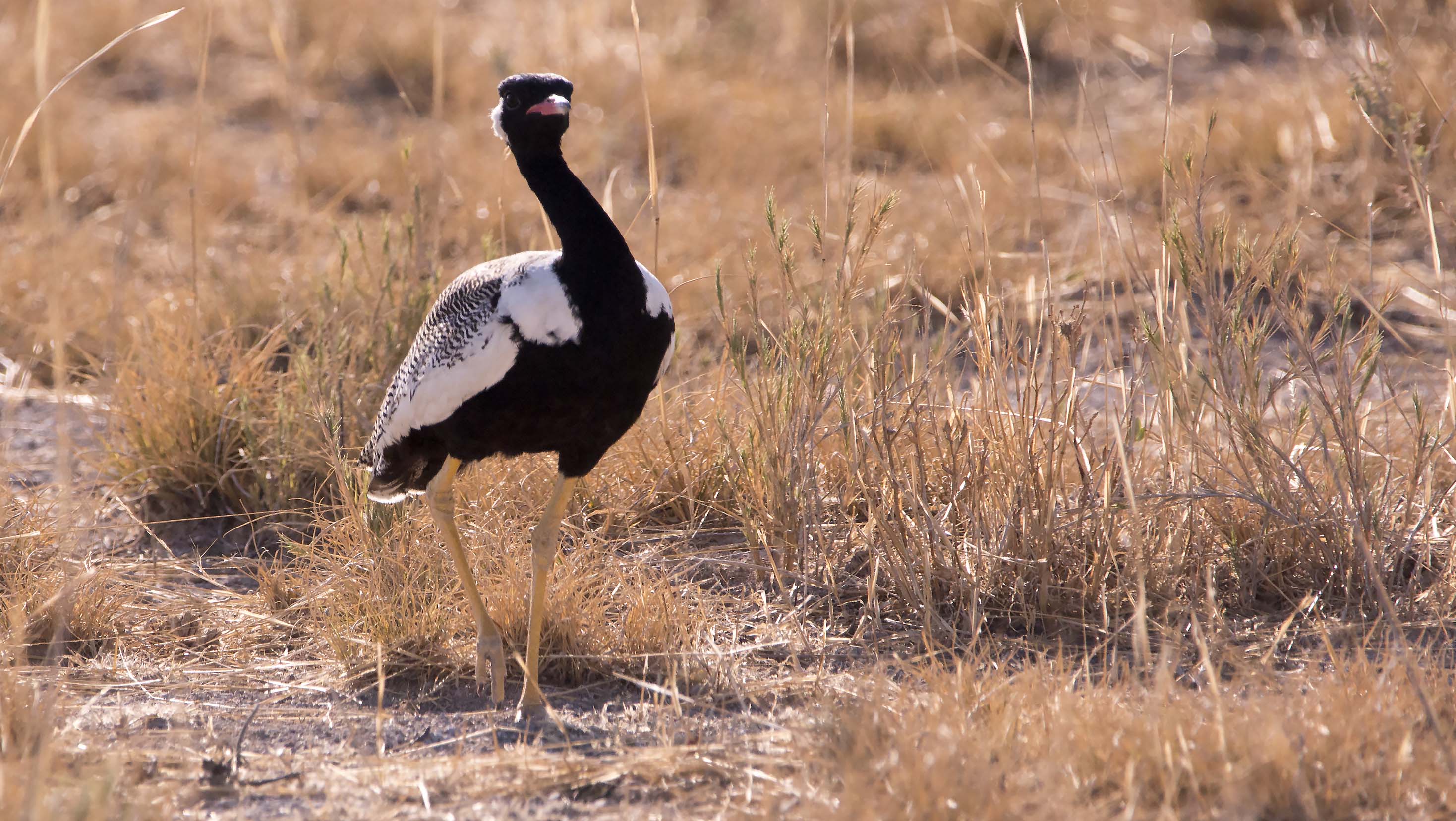 Black Koorhan bird0044