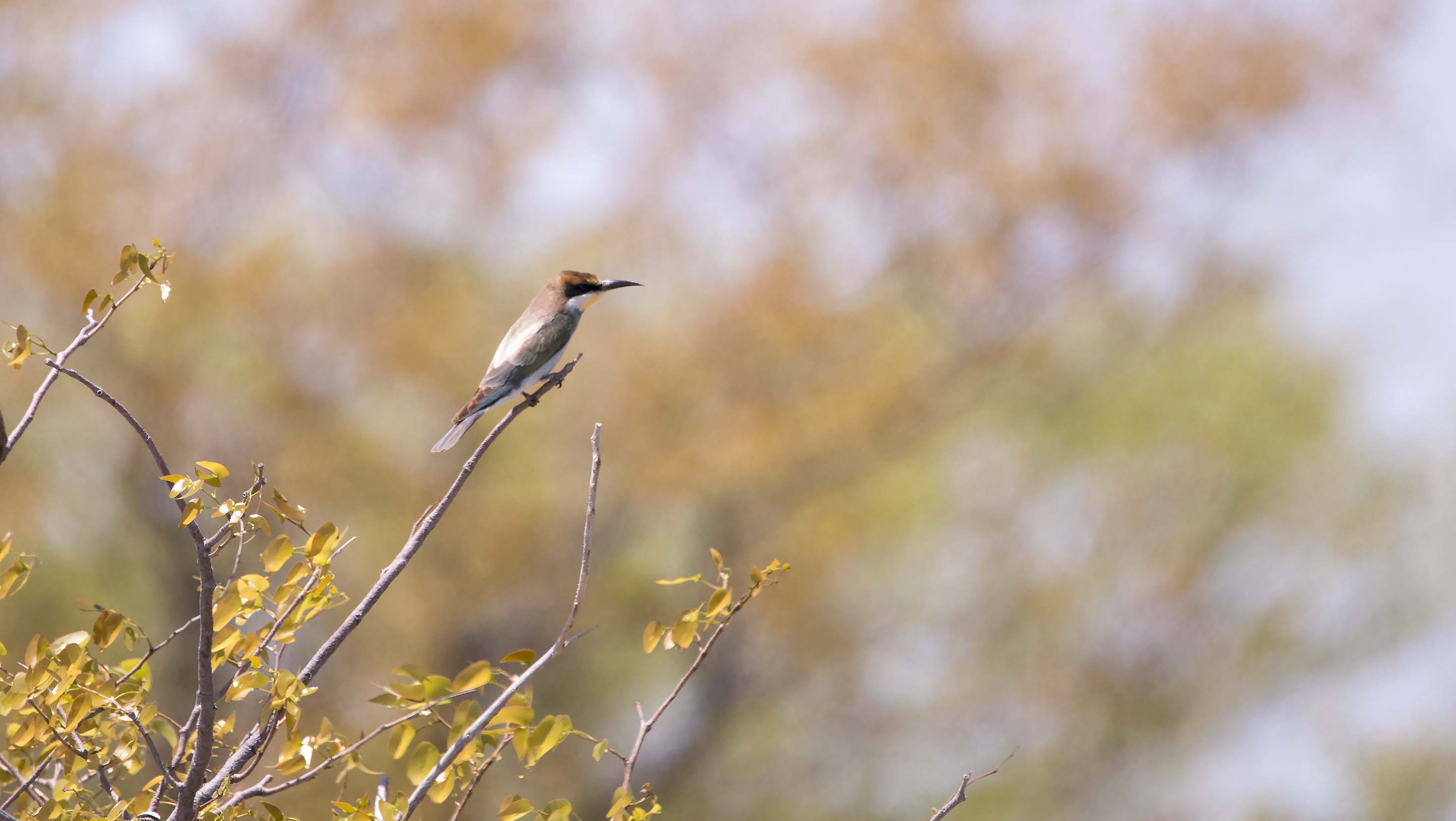 European Bee-Eater bird0046