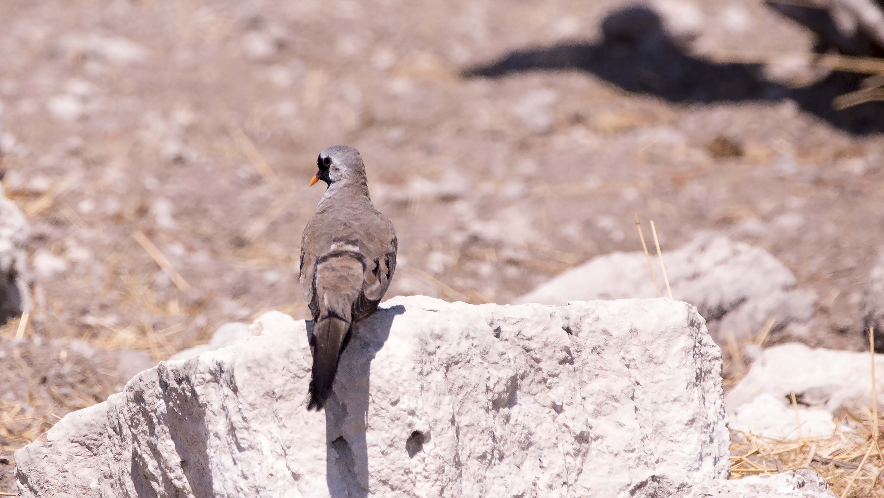 Namaqua Dove bird0047
