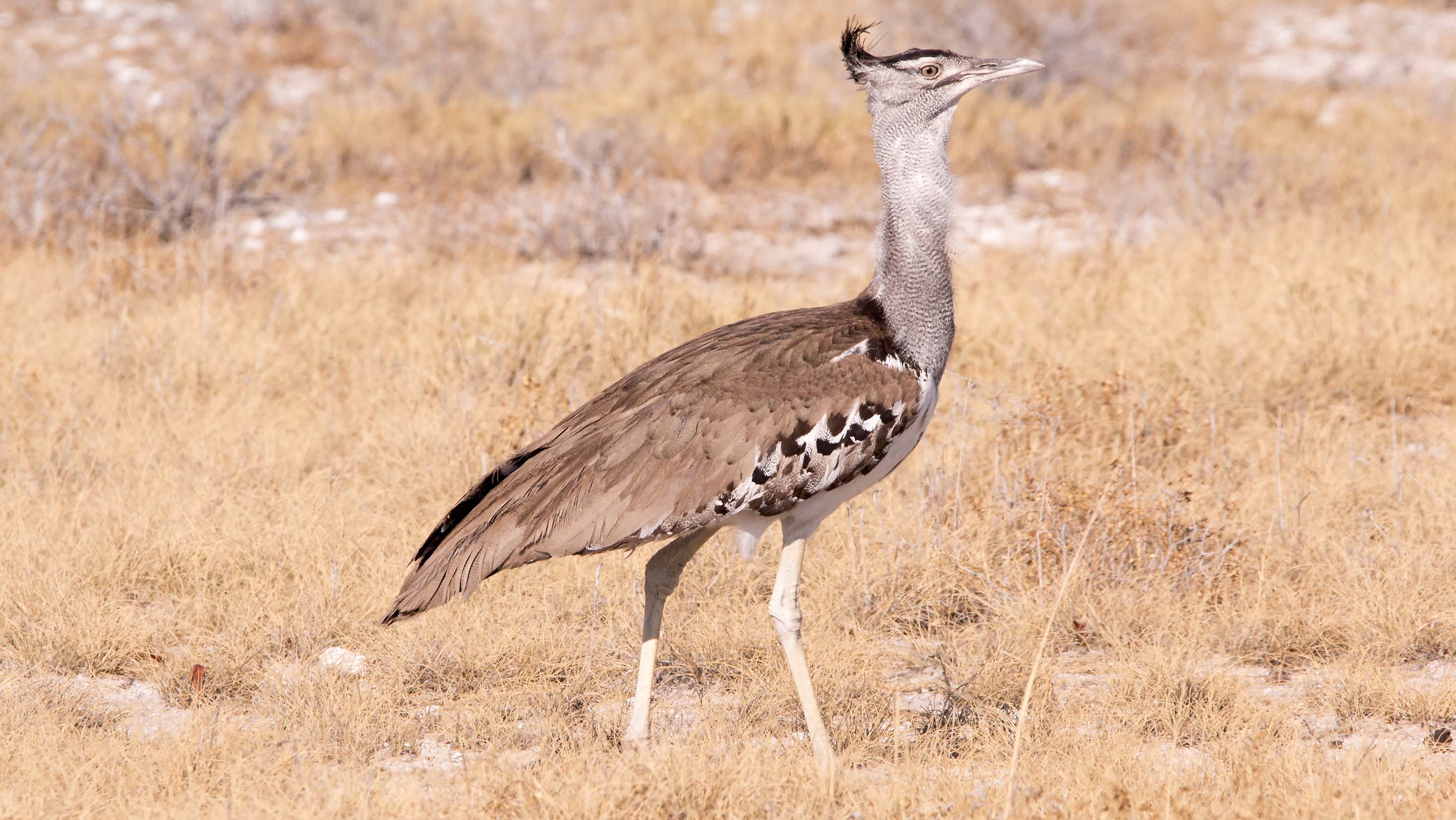 World's Heaviest flying Bird bird0048