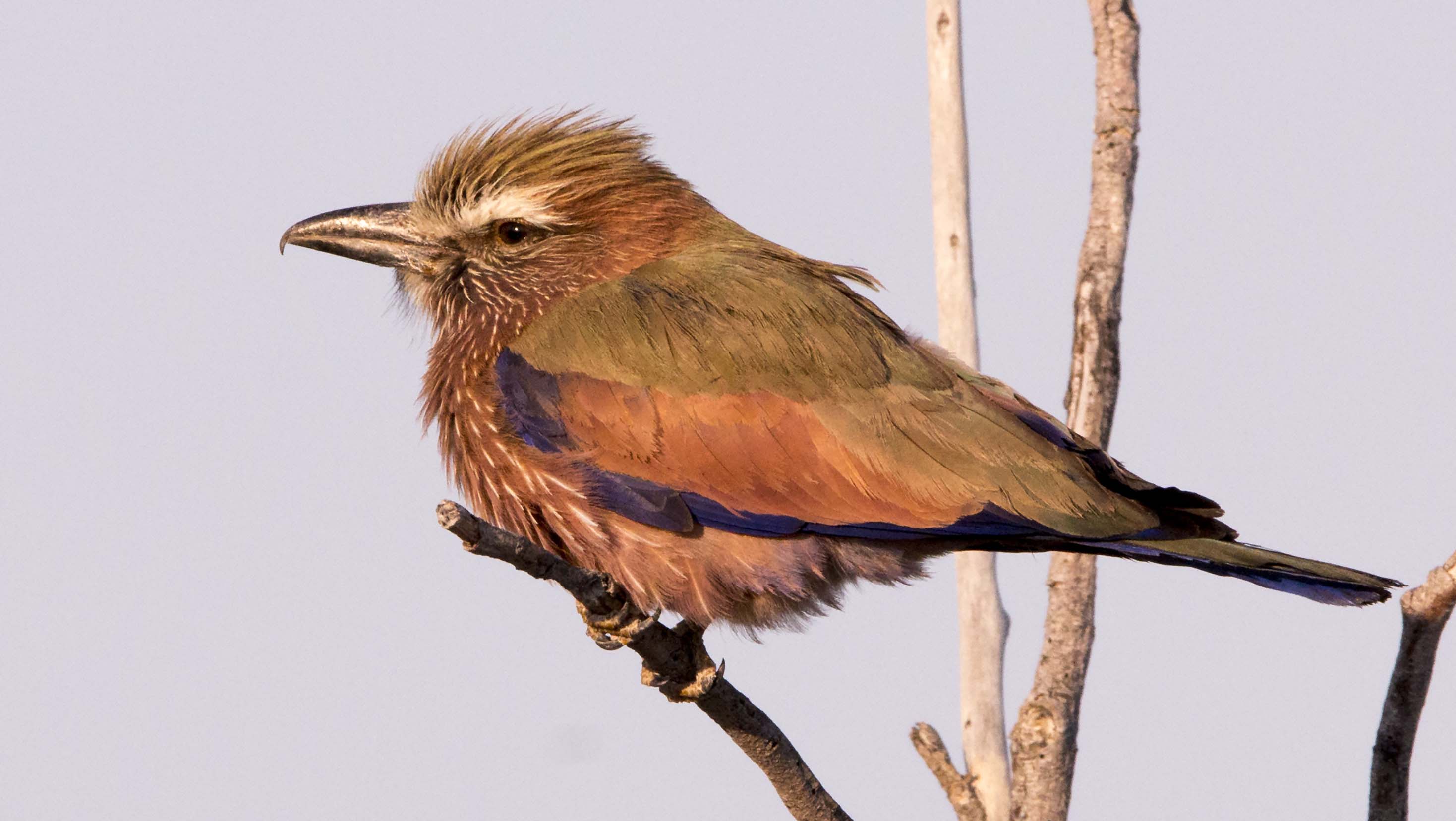 Purple Roller