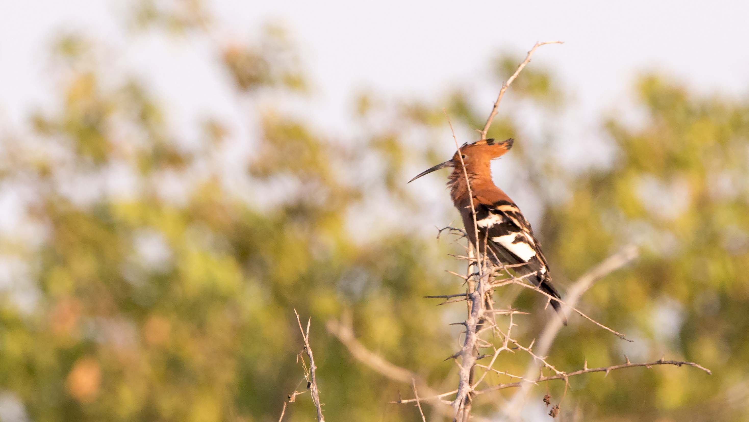 African Hoopoe bird0051