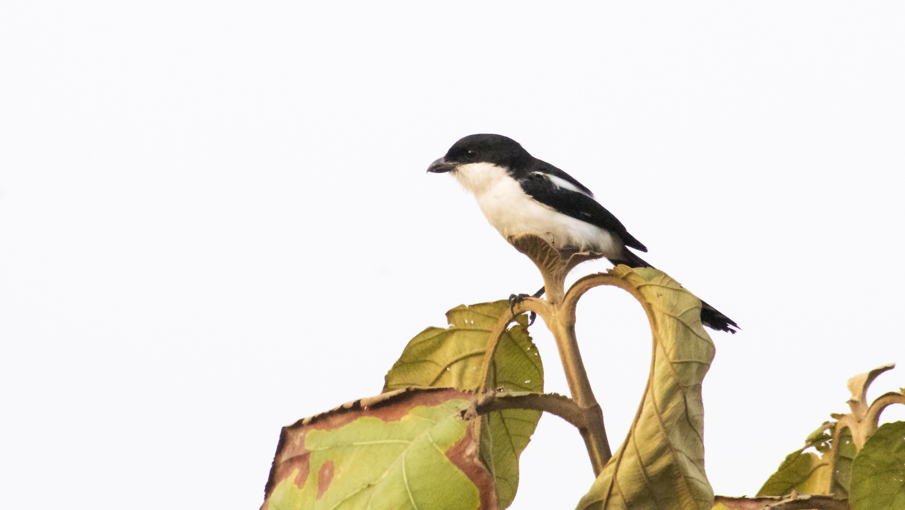 Common Fiscal Shrike bird0052