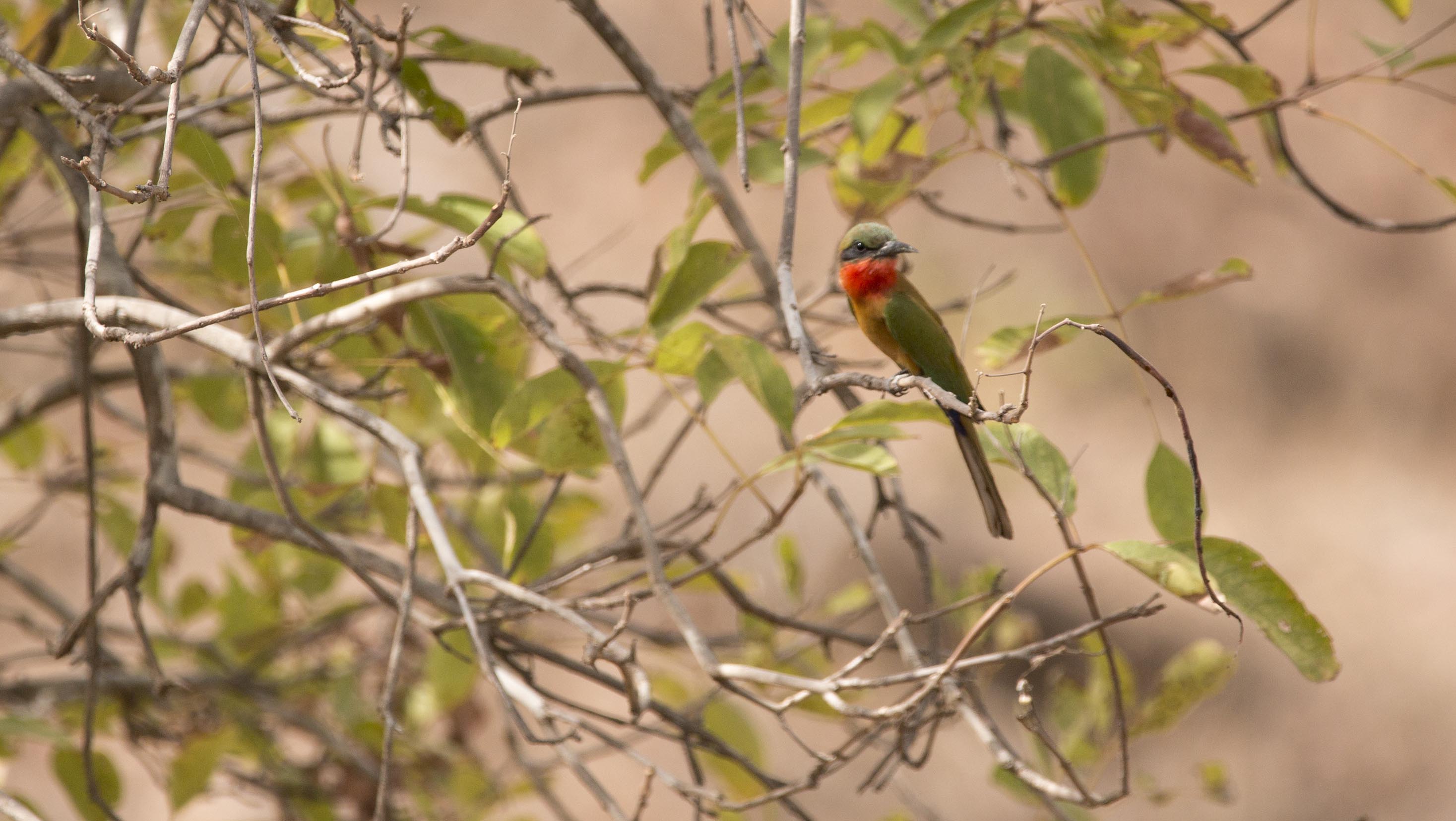 Red Throated Bee Eater bird0053