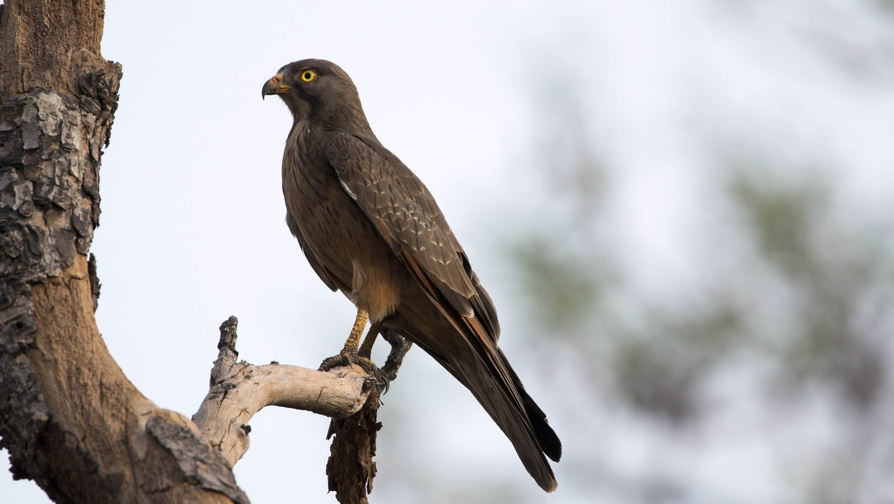 Grasshopper Buzzard bird0054