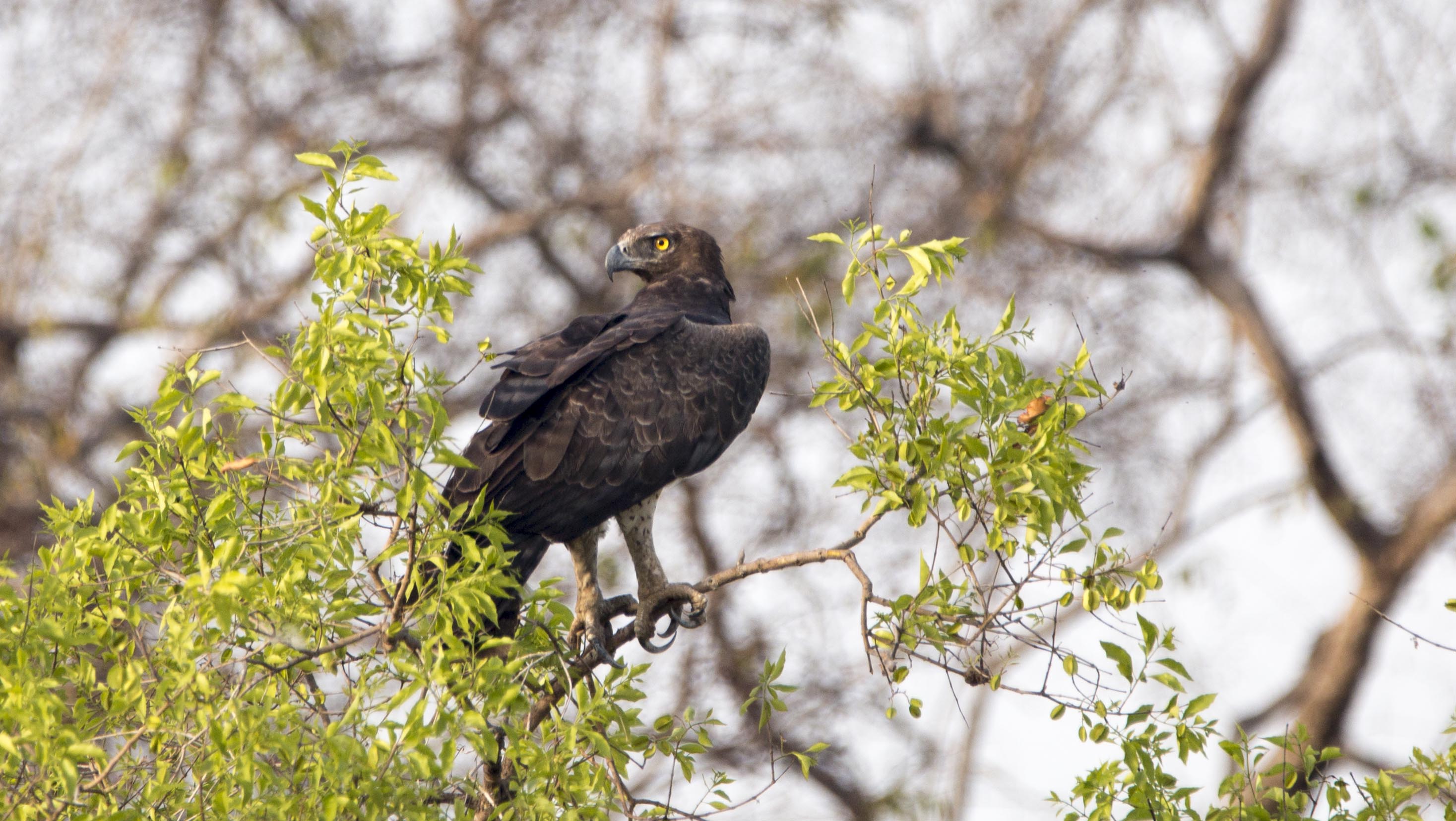 Martial Eagle bird0055