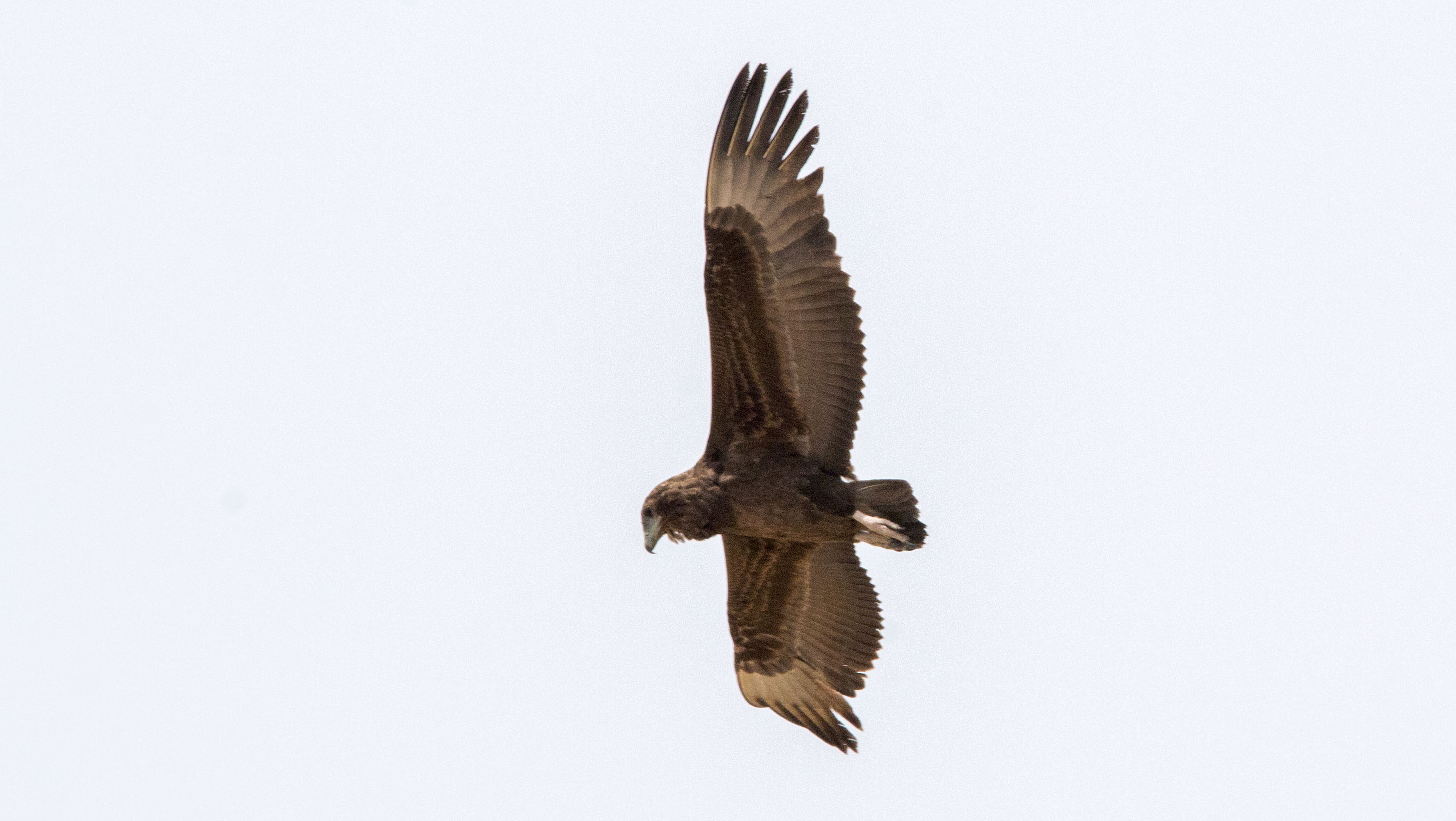 Juvenile Bataleur eagle bird0056