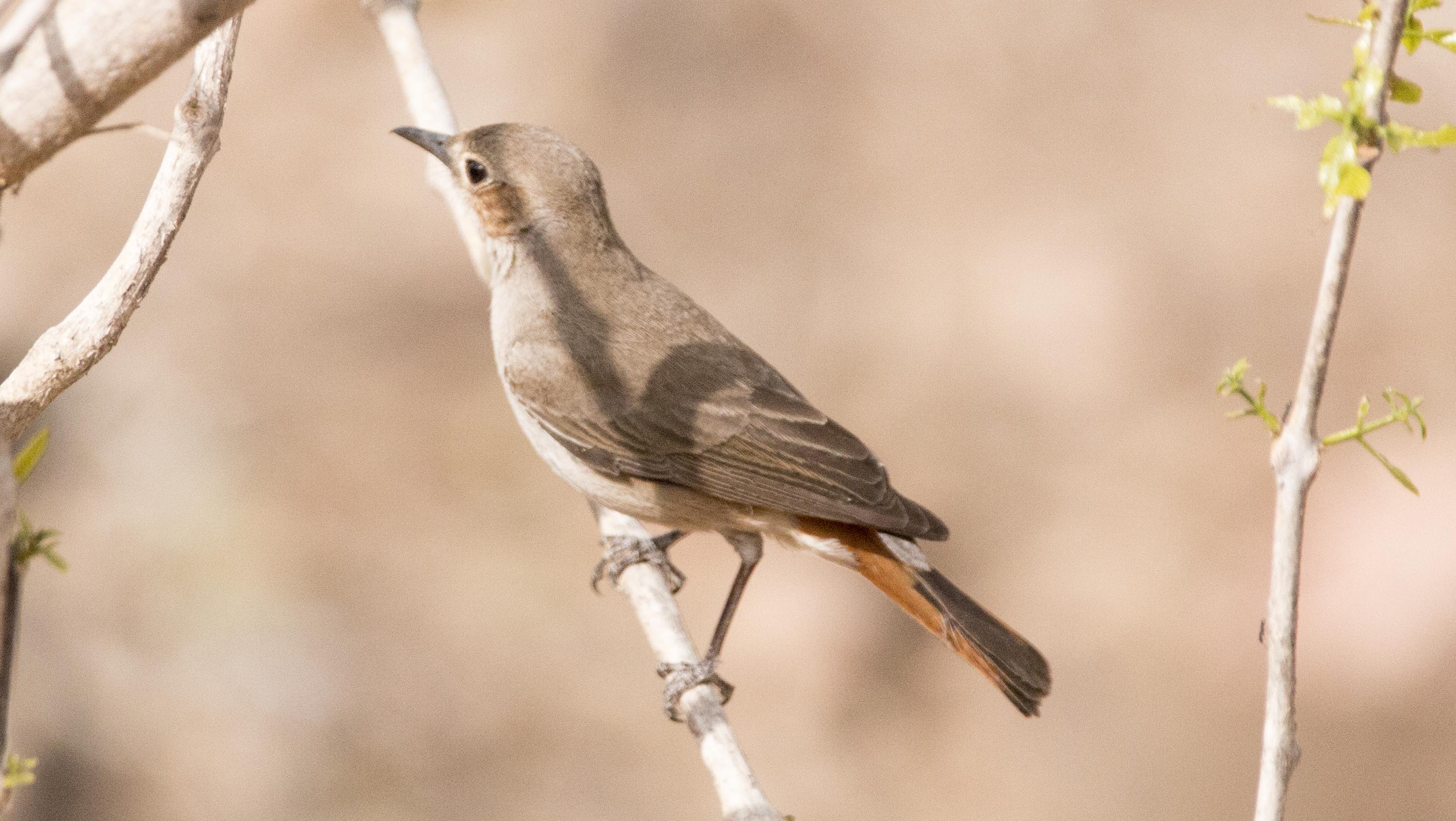 Familiar Chat bird0057