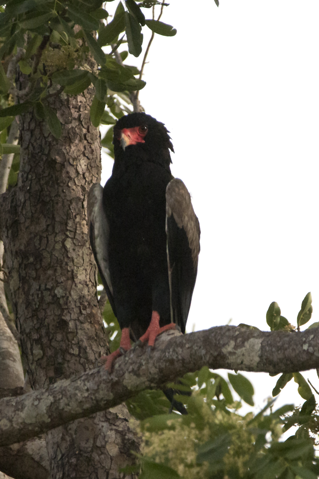 Mature Bataleur eagle bird0058