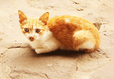 Billos Ghana miaaaoowwww cute cats