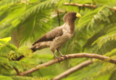 Billos Ghana Garden Birds