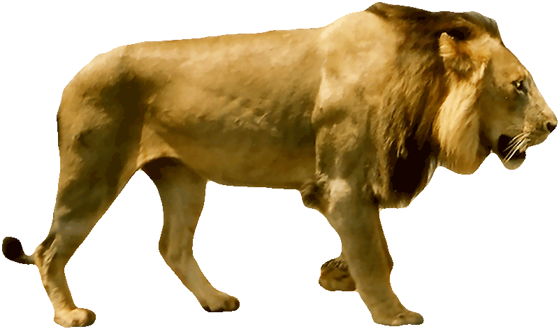 Safari Lion