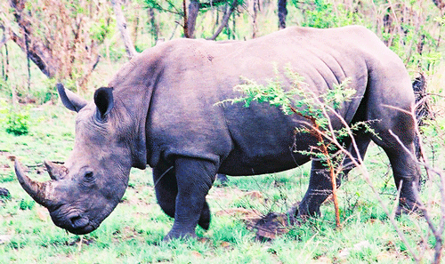 Billos Safaris Kruger November 04