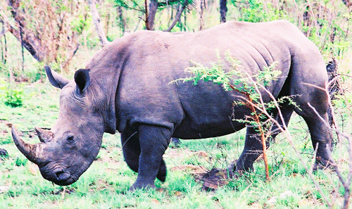 Billos South Africa RSA4