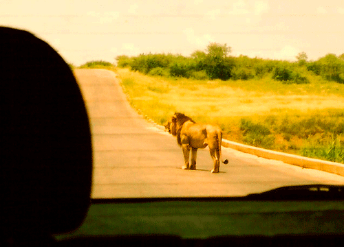 Billos Safaris Kruger January 05