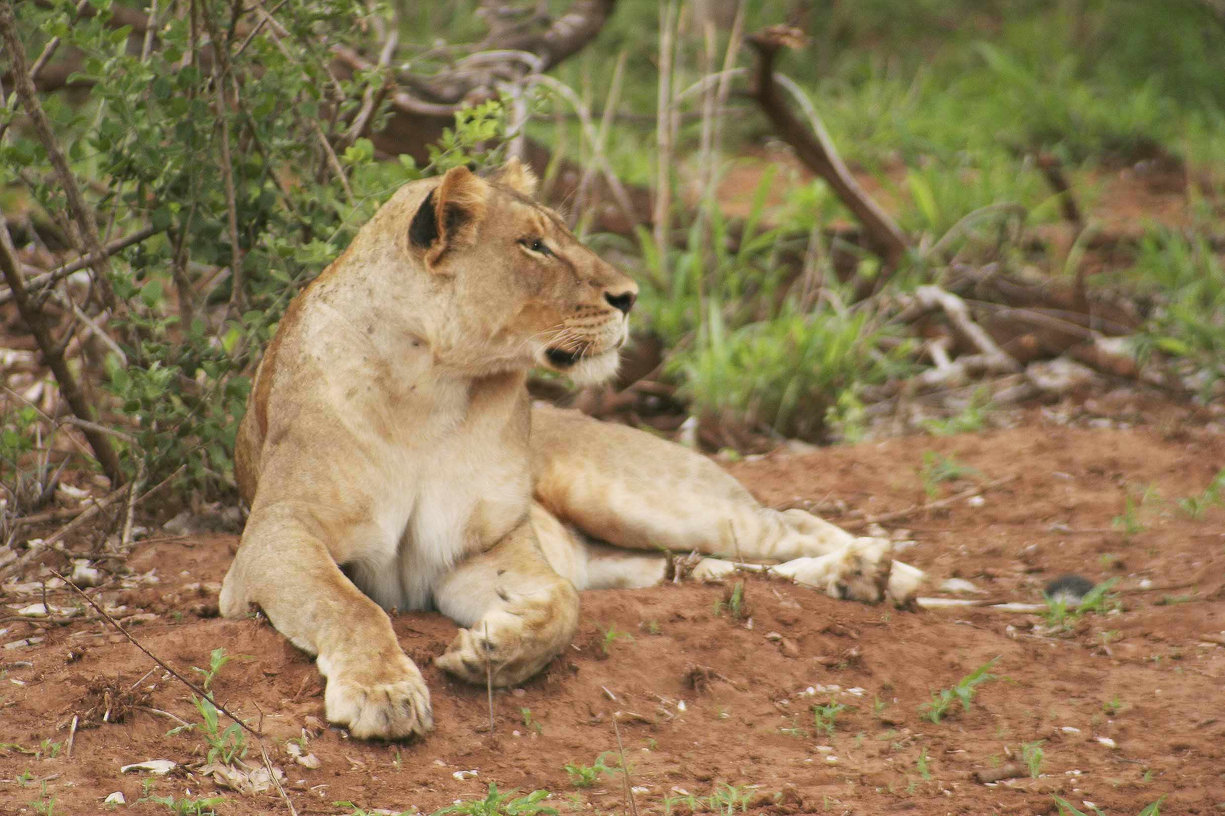 Billos Safaris Lions