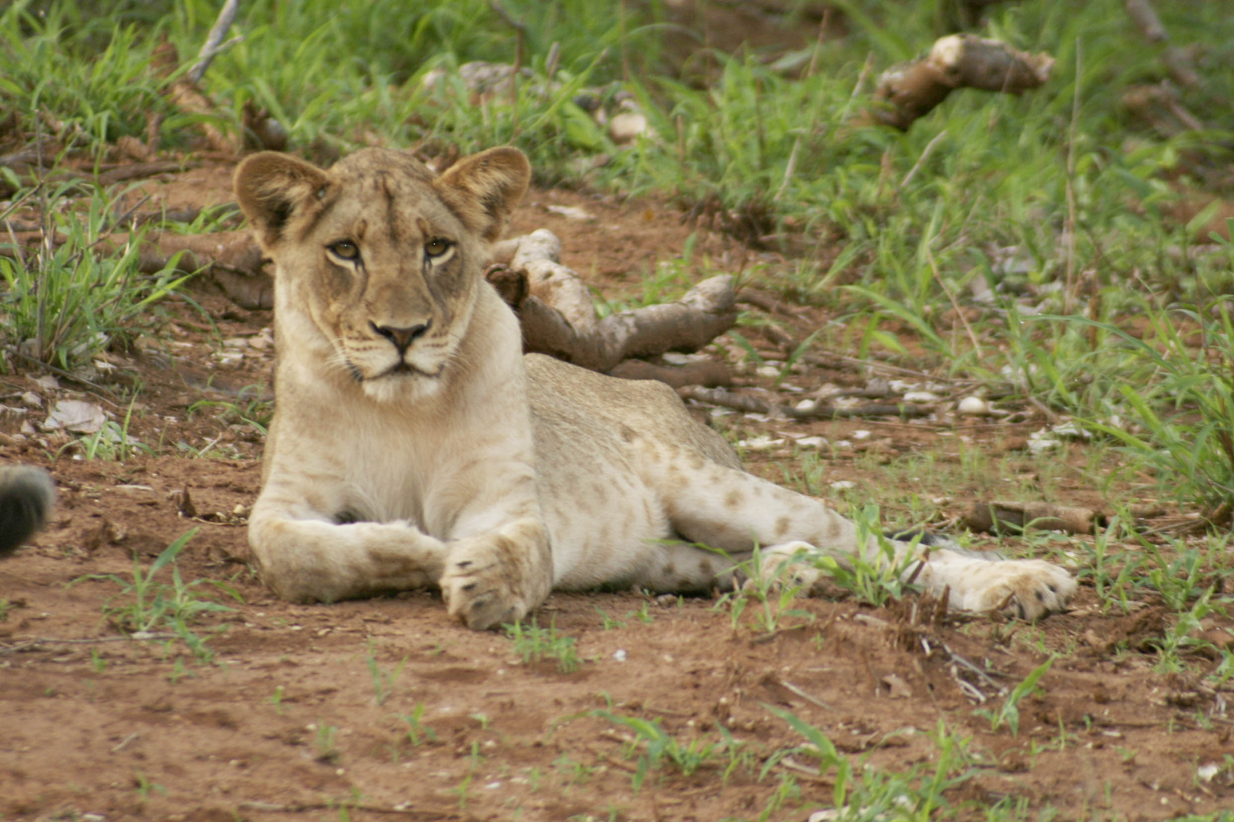 Billos Safaris Lions