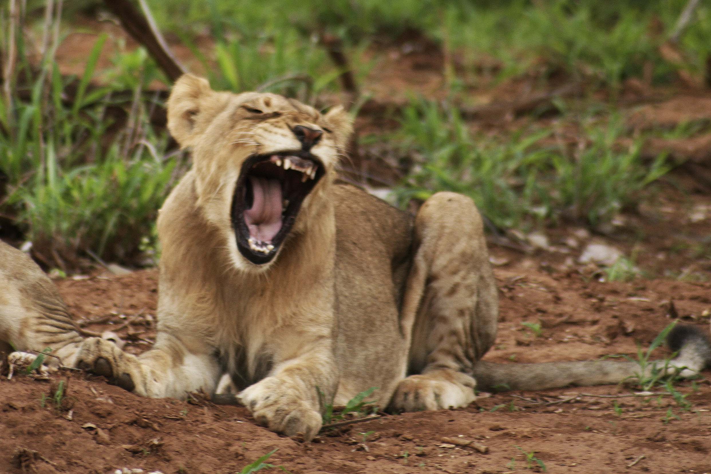 Billos Safaris Lions