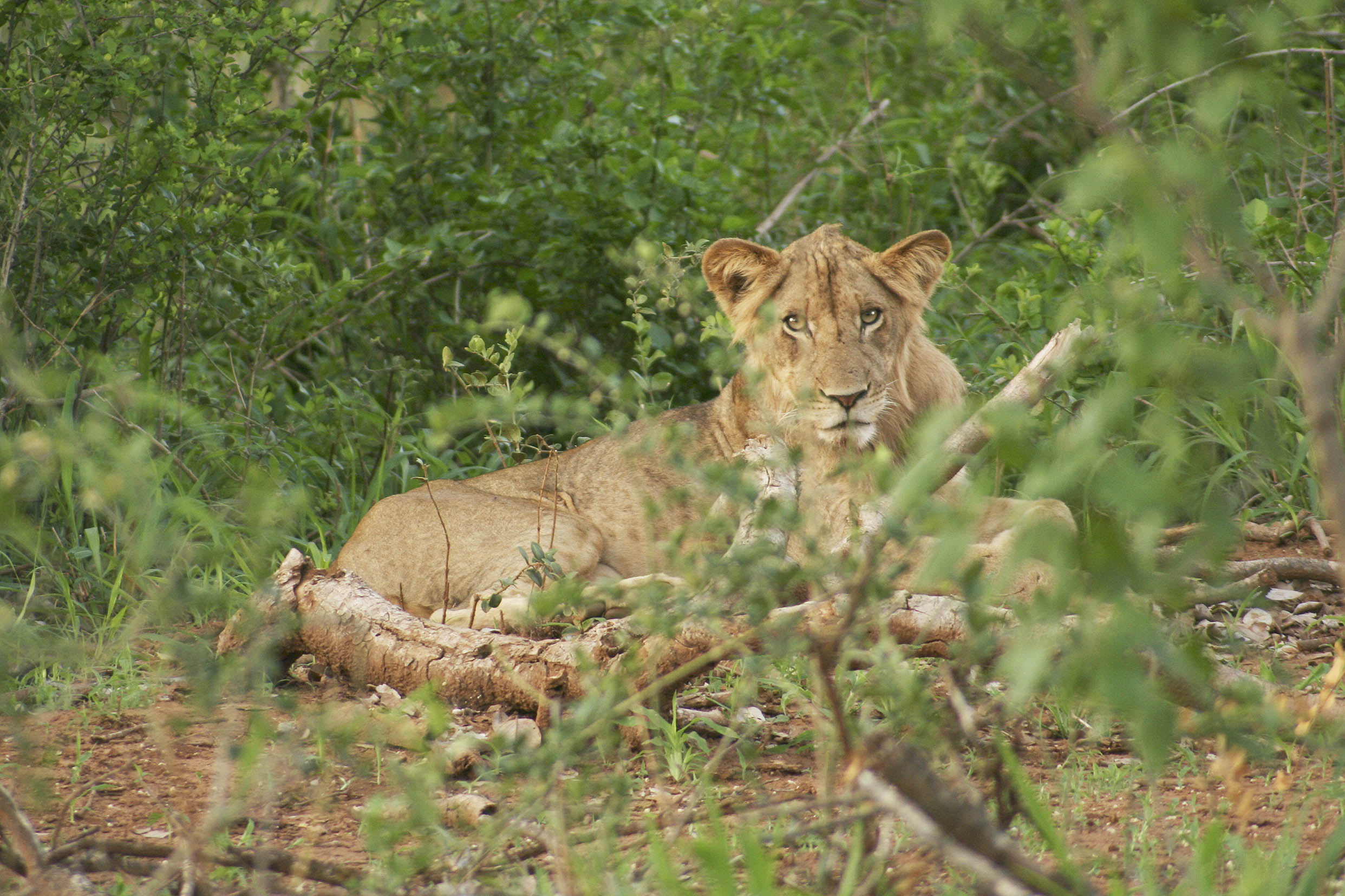 Billos Safaris Lions