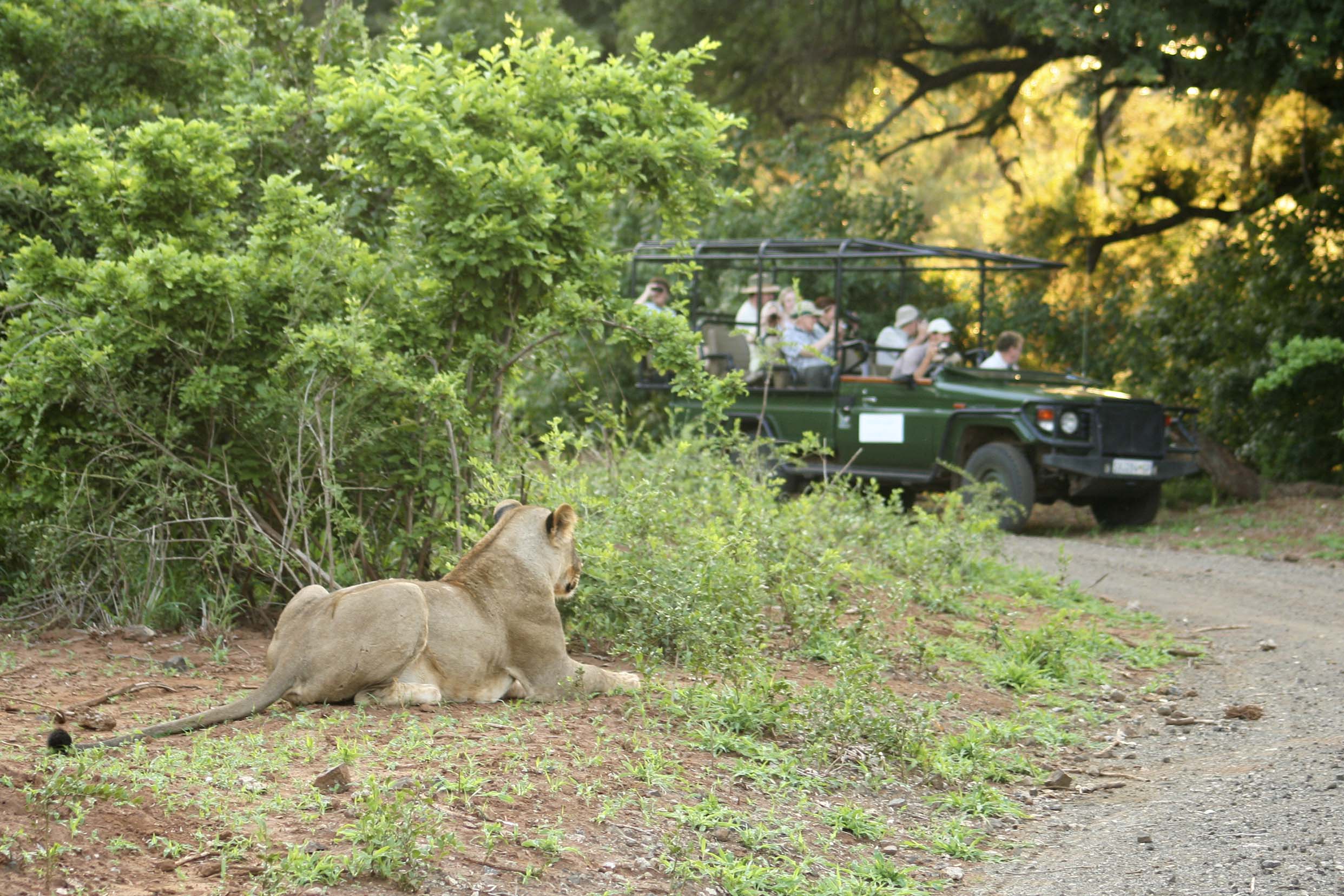 Billos Safaris Lions