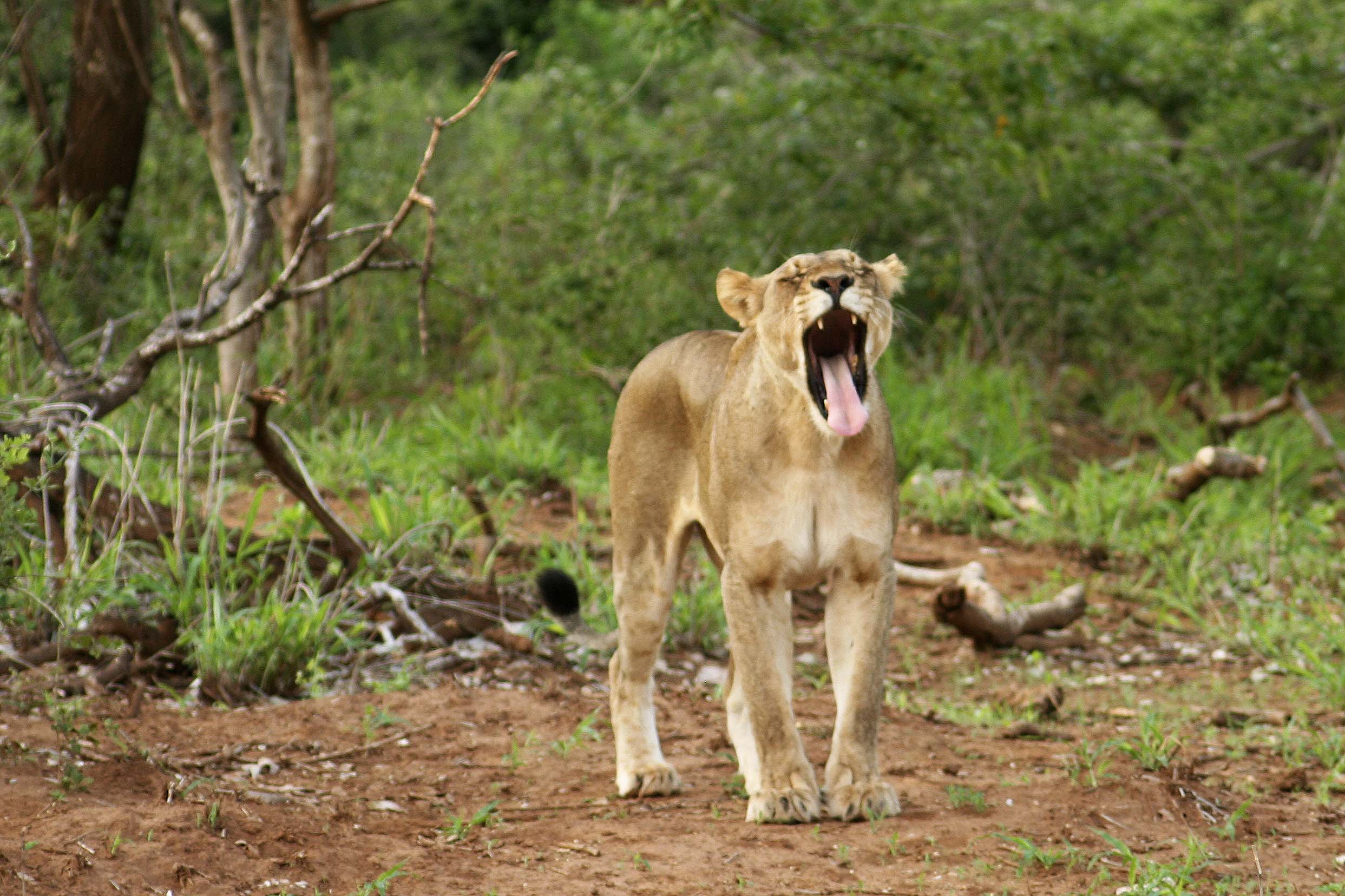 Billos Safaris Lions
