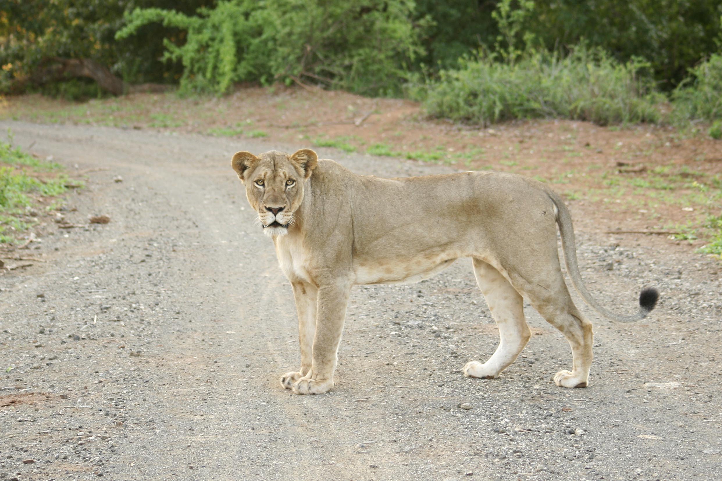 Billos Safaris Lions
