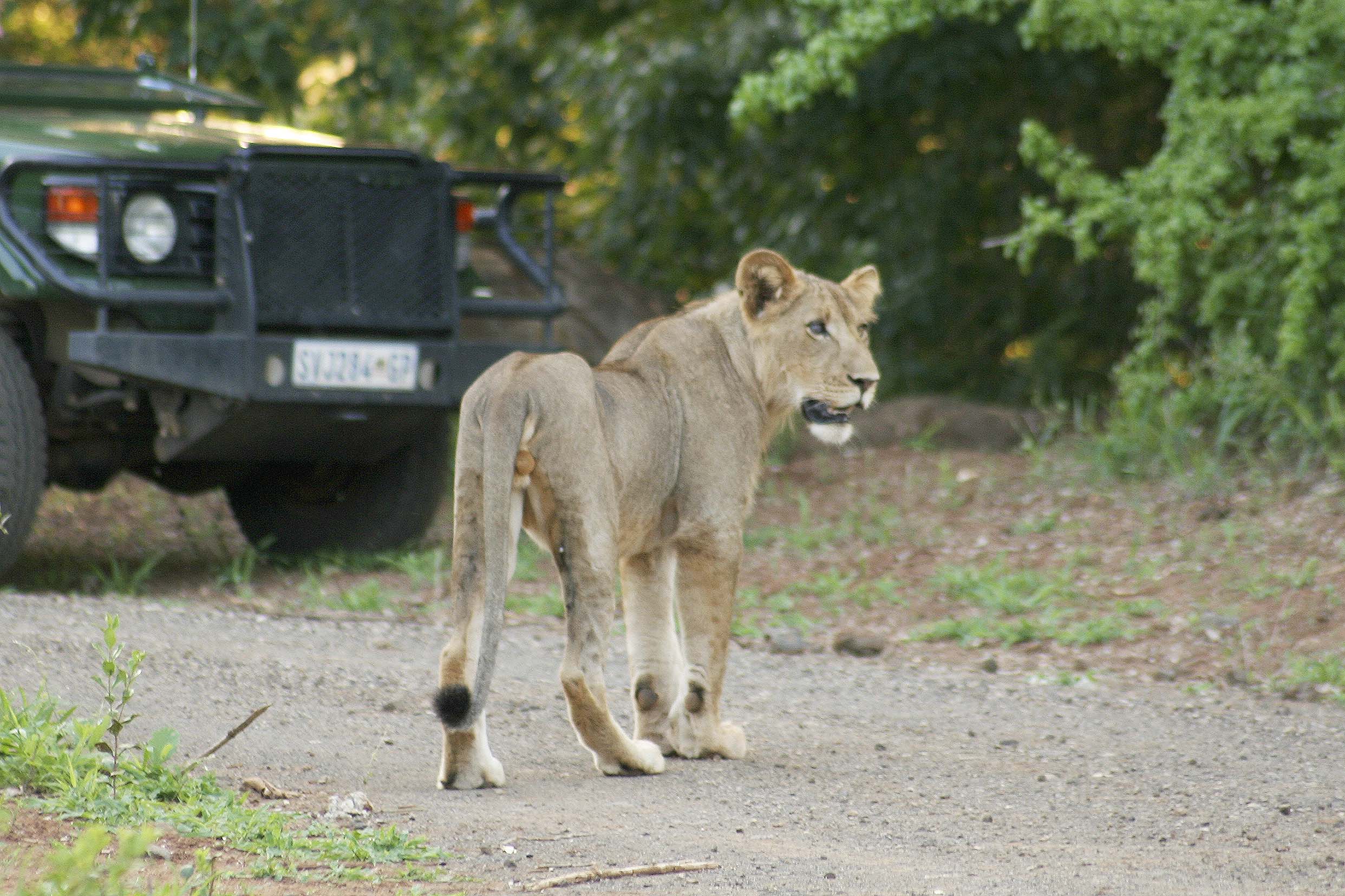 Billos Safaris Lions
