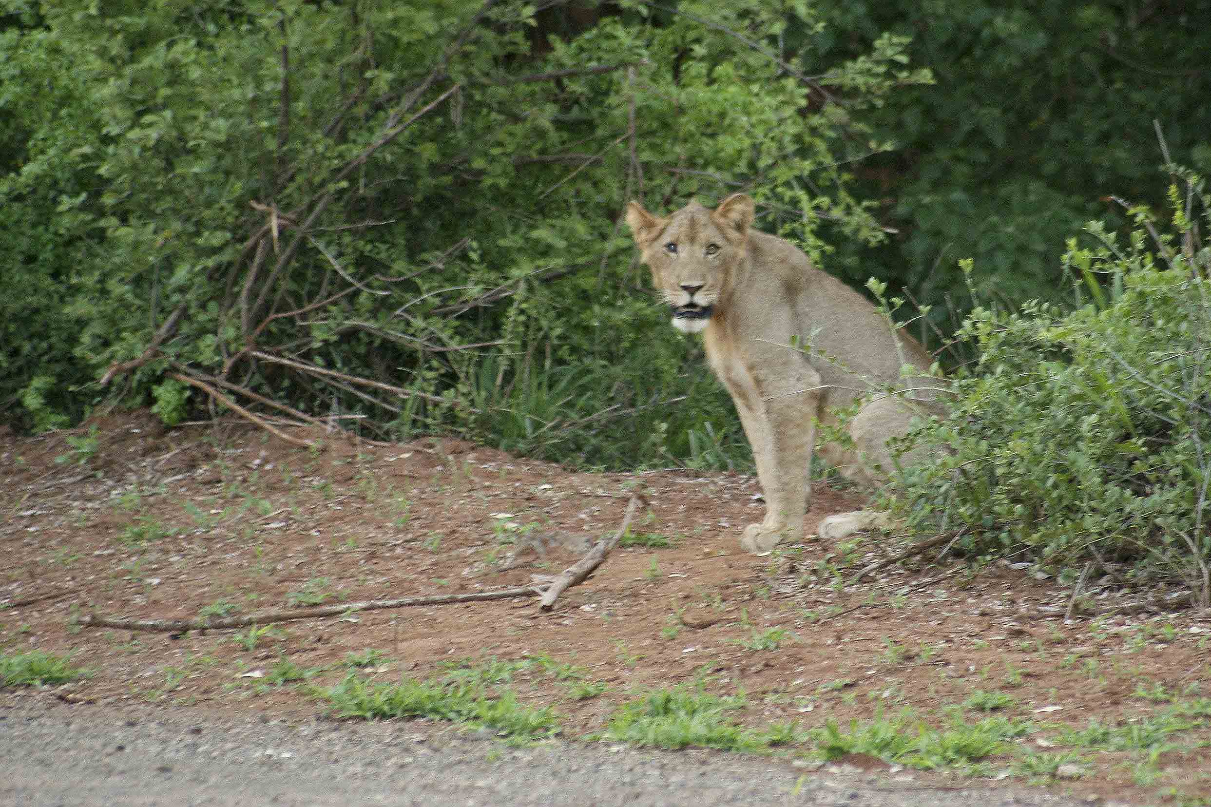 Billos Safaris Lions