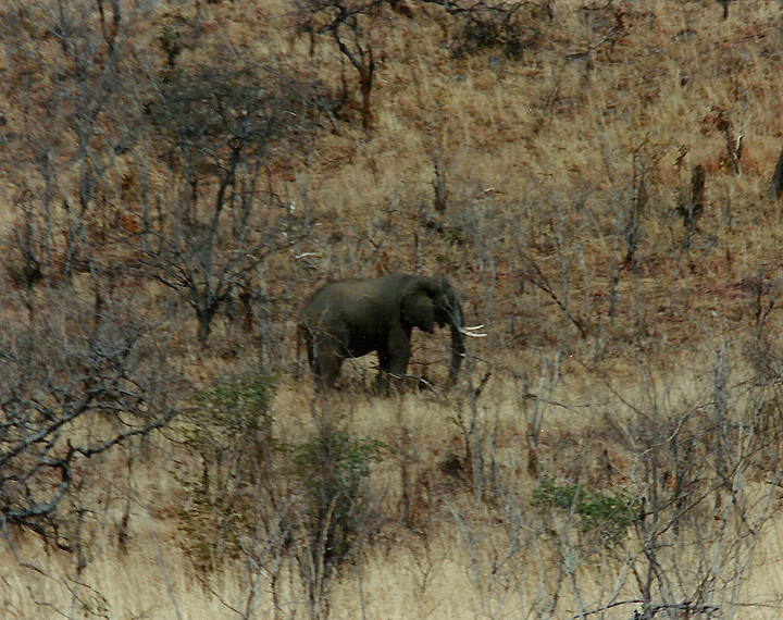  Billos Safaris Zimbabwe Z1007