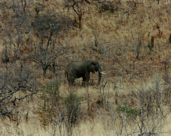  Billos Safaris Zimbabwe Z1007