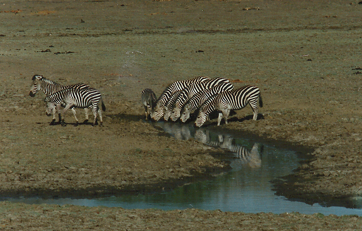  Billos Safaris Zimbabwe Z1010