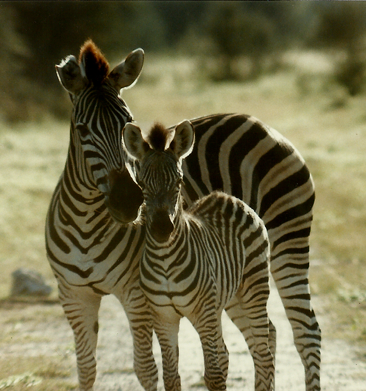  Billos Safaris Zimbabwe Z1018