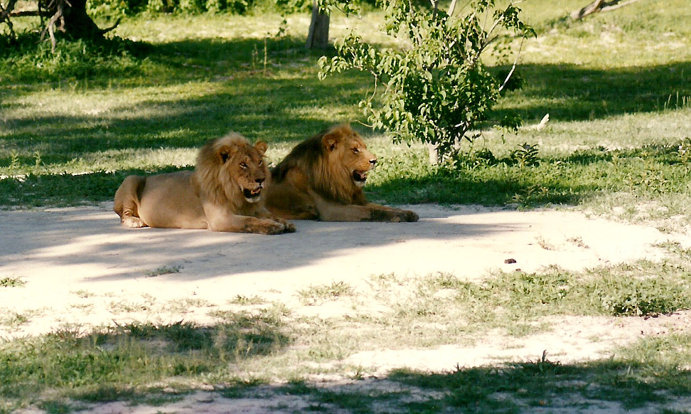 Billos Safari Zimbabwe Z1010