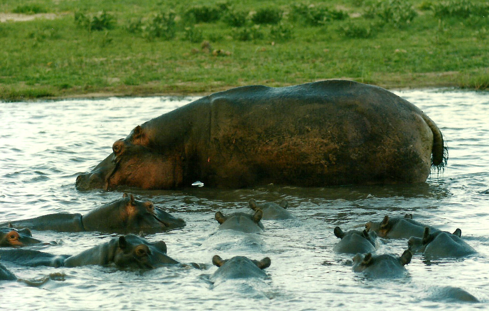 Billos Safari Zimbabwe Z10a03