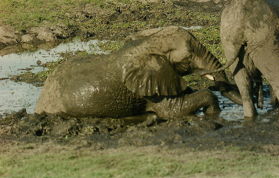 Billos Safari Zimbabwe Z10a07